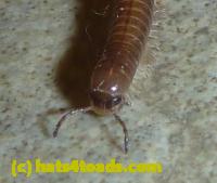 /home//u458753944/public_html/sourcegallery//Insects and small critters/millipedes and centipedes/P1050781.JPG